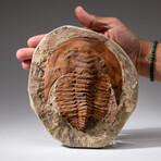 Genuine Andalusiana Paradoxides Trilobite with acrylic display stand (2.8 lbs)