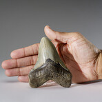 Genuine Megalodon Shark Tooth in Display Box v.1