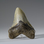 Genuine Megalodon Shark Tooth in Display Box v.1