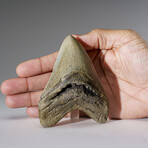 Genuine Megalodon Shark Tooth in Display Box v.5