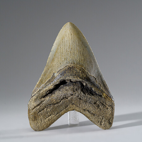 Genuine Megalodon Shark Tooth in Display Box v.5