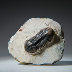 Genuine Asaphus Lepidurus Trilobite in Matrix from Morocco