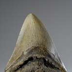 Genuine Megalodon Shark Tooth in Display Box v.5