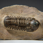 Genuine Asaphus Lepidurus Trilobite in Matrix from Morocco