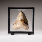 Genuine Serrated Megalodon Shark Tooth from Indonesia in Display Box 263 grams