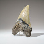 Genuine Megalodon Shark Tooth in Display Box // 256.9 g