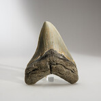 Genuine Megalodon Shark Tooth in Display Box // 138.1 g