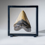 Genuine Megalodon Shark Tooth in Display Box // 342.5 g