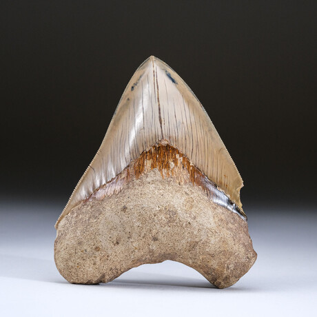 Genuine Serrated Megalodon Shark Tooth from Indonesia in Display Box 263 grams