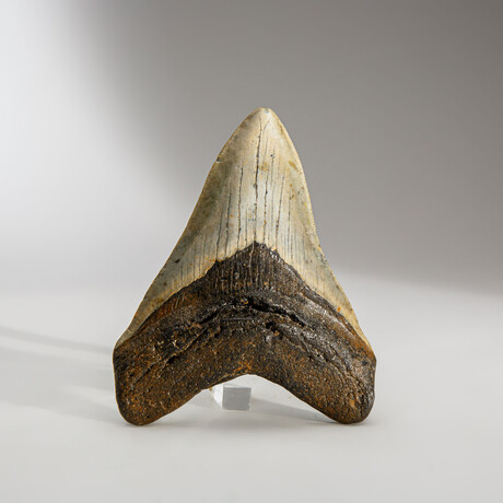 Genuine Megalodon Shark Tooth in Display Box v.8