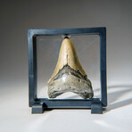 Genuine Megalodon Shark Tooth in Display Box // 95.5 g