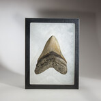 Genuine Megalodon Shark Tooth in Display Box // 138.7 g