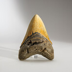 Genuine Megalodon Shark Tooth in Display Box // 230 g