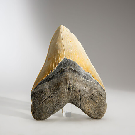 Genuine Megalodon Shark Tooth in Display Box // 345 g // v.2