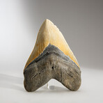 Genuine Megalodon Shark Tooth in Display Box // 345 g // v.2