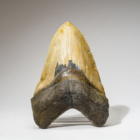 Genuine Megalodon Shark Tooth in Display Box v.18