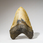 Genuine Megalodon Shark Tooth in Display Box // 368 g