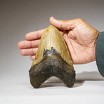 Genuine Megalodon Shark Tooth in Display Box // 368 g