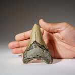 Genuine Megalodon Shark Tooth in Display Box // 95.5 g