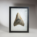 Genuine Megalodon Shark Tooth in Display Box // 117.5 g