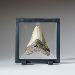 Genuine Megalodon Shark Tooth in Display Box // 115.3 g