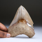 Genuine Serrated Megalodon Shark Tooth from Indonesia in Display Box 263 grams