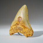 Genuine Megalodon Shark Tooth in Display Box // 79.4 g