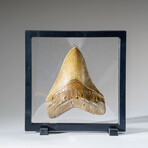 Genuine Megalodon Shark Tooth from Indonesia in Display Box // 293.9 g