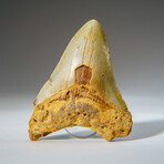 Genuine Megalodon Shark Tooth in Display Box // 79.4 g