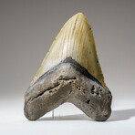 Genuine Megalodon Shark Tooth in Display Box // 256.9 g