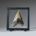 Genuine Megalodon Shark Tooth in Display Box // 116 g