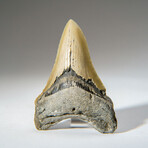 Genuine Megalodon Shark Tooth in Display Box // 95.5 g