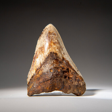 Genuine Megalodon Shark Tooth in Display Box // 274.2 g