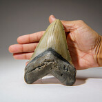 Genuine Megalodon Shark Tooth in Display Box // 256.9 g