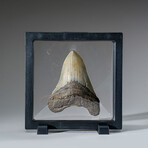 Genuine Megalodon Shark Tooth in Display Box // 112 g