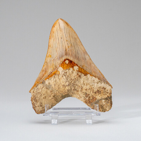 Genuine Megalodon Shark Tooth in Display Box // 251 g