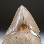 Genuine Serrated Megalodon Shark Tooth from Indonesia in Display Box 263 grams