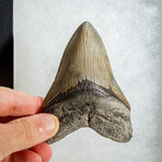 Genuine Megalodon Shark Tooth in Display Box // 138.7 g