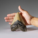 Genuine Megalodon Shark Tooth in Display Box // 342.5 g