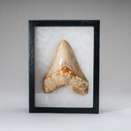 Genuine Megalodon Shark Tooth in Display Box // 251 g