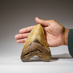 Genuine Megalodon Shark Tooth in Display Box // 409 g