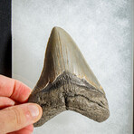 Genuine Megalodon Shark Tooth in Display Box // 138.1 g