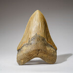 Genuine Megalodon Shark Tooth in Display Box // 308 g