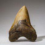 Genuine Megalodon Shark Tooth in Display Box // 298 g