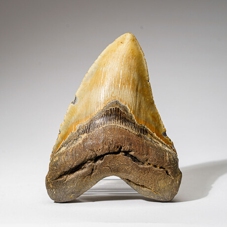 Genuine Megalodon Shark Tooth in Display Box v.20