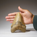 Genuine Megalodon Shark Tooth in Display Box // 308 g