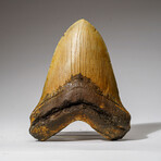 Genuine Megalodon Shark Tooth in Display Box // 327 g