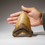 Genuine Megalodon Shark Tooth in Display Box // 327 g