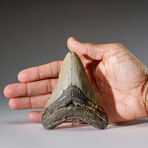 Genuine Megalodon Shark Tooth in Display Box // 115.3 g