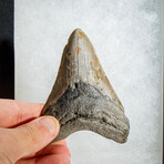 Genuine Megalodon Shark Tooth in Display Box // 117.5 g